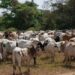 Guinée : l’interdiction de la transhumance frontalière prolongée jusqu’à nouvel ordre