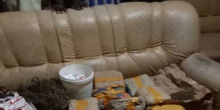 Koundara : 15 kg de chanvre indien saisis, 5 suspects interpellés