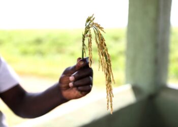 En Afrique, l&rsquo;héritage du « père du riz hybride » continue de nourrir des millions de personnes (REPORTAGE)