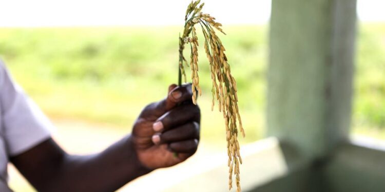 En Afrique, l&rsquo;héritage du « père du riz hybride » continue de nourrir des millions de personnes (REPORTAGE)