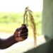 En Afrique, l’héritage du « père du riz hybride » continue de nourrir des millions de personnes (REPORTAGE)