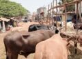 Conakry : vaches à 10 millions et moutons à 6 millions GNF avant la fête de Tabaski 