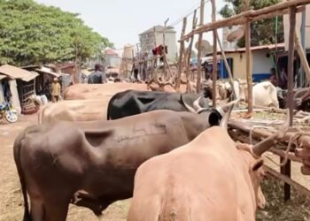 Conakry : vaches à 10 millions et moutons à 6 millions GNF avant la fête de Tabaski 