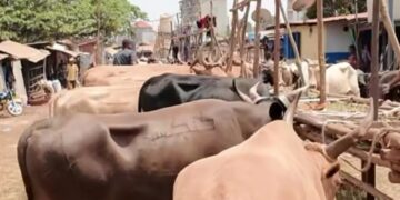 Conakry : vaches à 10 millions et moutons à 6 millions GNF avant la fête de Tabaski 