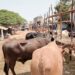 Conakry : vaches à 10 millions et moutons à 6 millions GNF avant la fête de Tabaski 