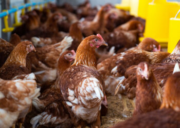 Cas de grippe aviaire en Côte d’Ivoire et au Sénégal : la Guinée active son dispositif de prévention