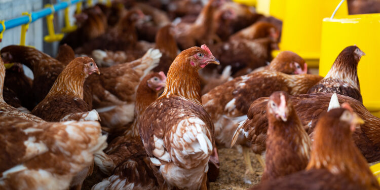 Cas de grippe aviaire en Côte d’Ivoire et au Sénégal : la Guinée active son dispositif de prévention