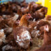Cas de grippe aviaire en Côte d’Ivoire et au Sénégal : la Guinée active son dispositif de prévention
