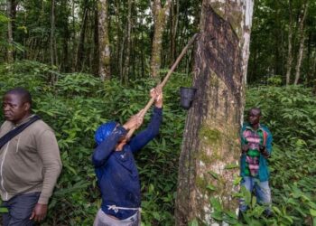 La SOGUIPAH double la prime des saigneurs d’hévéa en passant de 180 à 360 GNF le kilogramme 