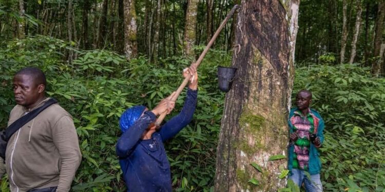 La SOGUIPAH double la prime des saigneurs d’hévéa en passant de 180 à 360 GNF le kilogramme
