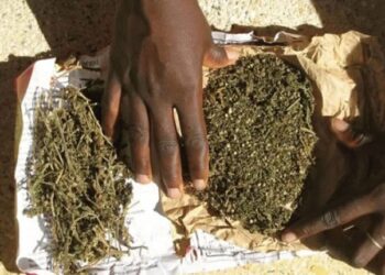 Kankan : 39 personnes placées sous mandat de dépôt dans une opération contre le trafic de drogue