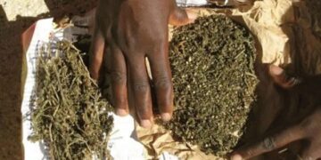 Kankan : 39 personnes placées sous mandat de dépôt dans une opération contre le trafic de drogue