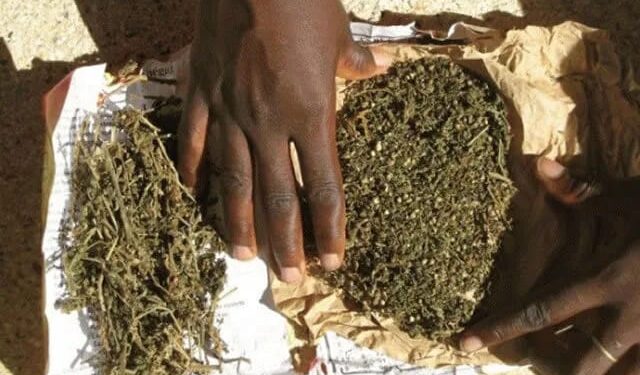 Kankan : 39 personnes placées sous mandat de dépôt dans une opération contre le trafic de drogue