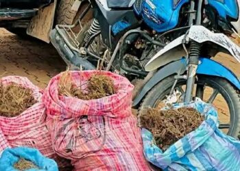 Trafic présumé de stupéfiants à Lola : la police saisit 223 kg de chanvre et de graines