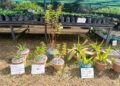 Projet Simandou : 8 000 plants issus de 27 espèces produits par Rio Tinto en 2026 pour restaurer la biodiversité