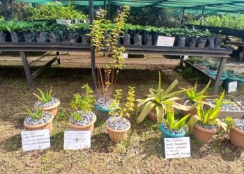 Projet Simandou : 8 000 plants issus de 27 espèces produits par Rio Tinto en 2026 pour restaurer la biodiversité