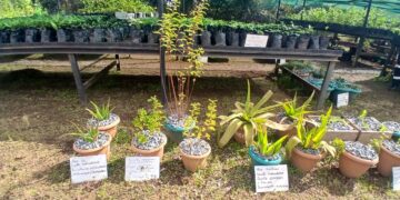 Projet Simandou : 8 000 plants issus de 27 espèces produits par Rio Tinto en 2026 pour restaurer la biodiversité
