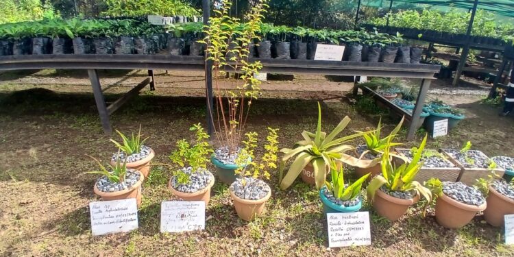 Projet Simandou : 8 000 plants issus de 27 espèces produits par Rio Tinto en 2026 pour restaurer la biodiversité