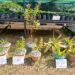 Projet Simandou : 8 000 plants issus de 27 espèces produits par Rio Tinto en 2026 pour restaurer la biodiversité